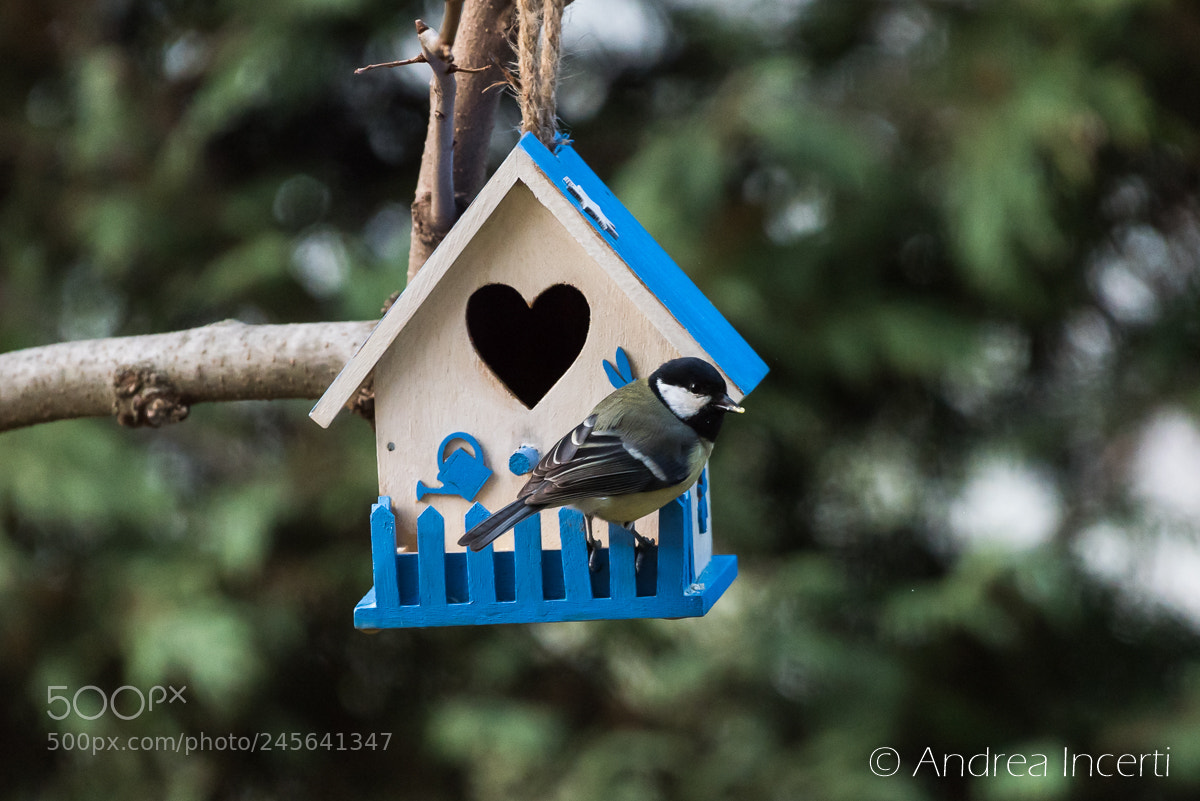Nikon D810 sample photo. Great tit photography