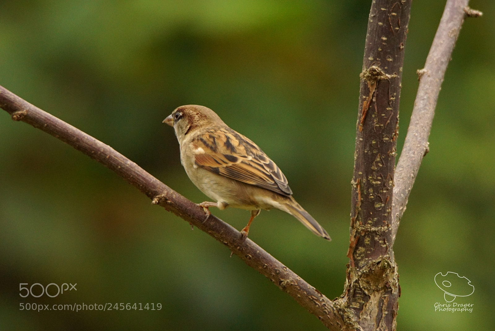 Sony ILCA-77M2 sample photo. Back garden house sparrow  photography