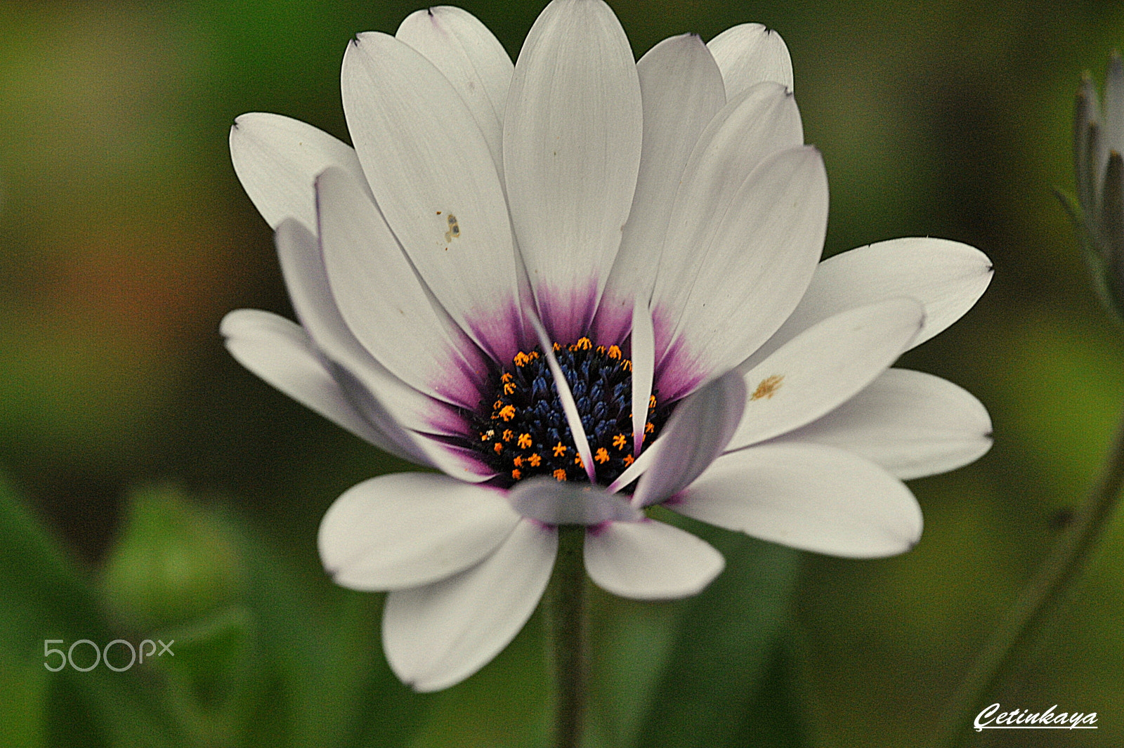 Nikon D700 sample photo. Whıte dream photography