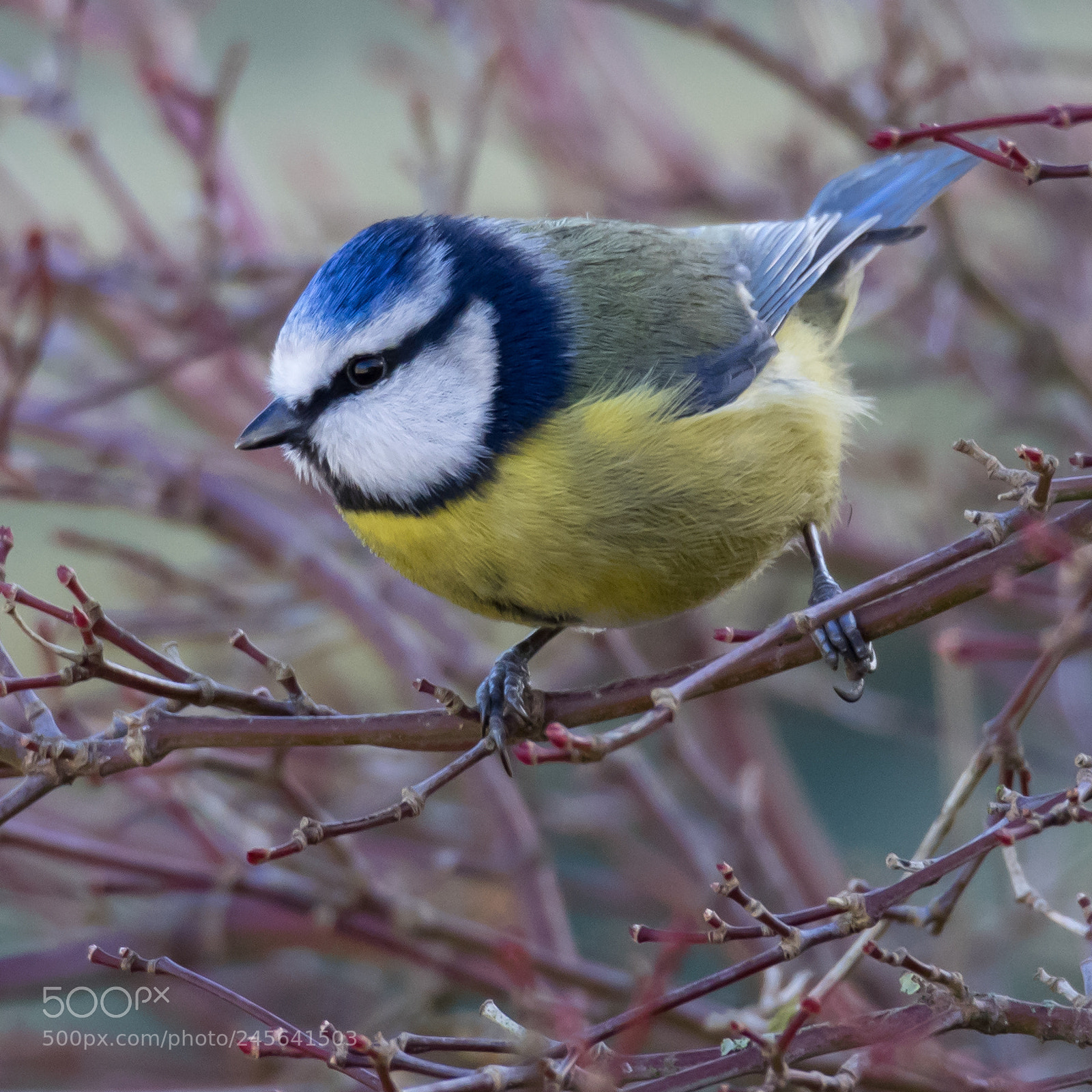 Olympus OM-D E-M1 sample photo. Cheeky blue tit photography