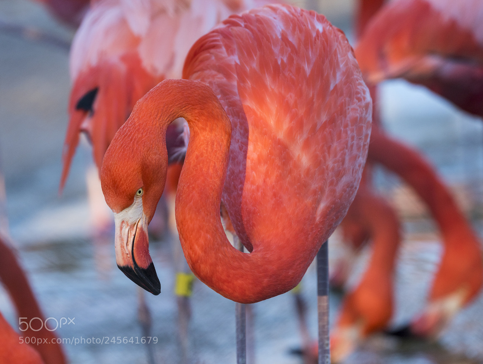 Nikon D810 sample photo. Caribbean flamingo (phoenicopterus ruber) photography