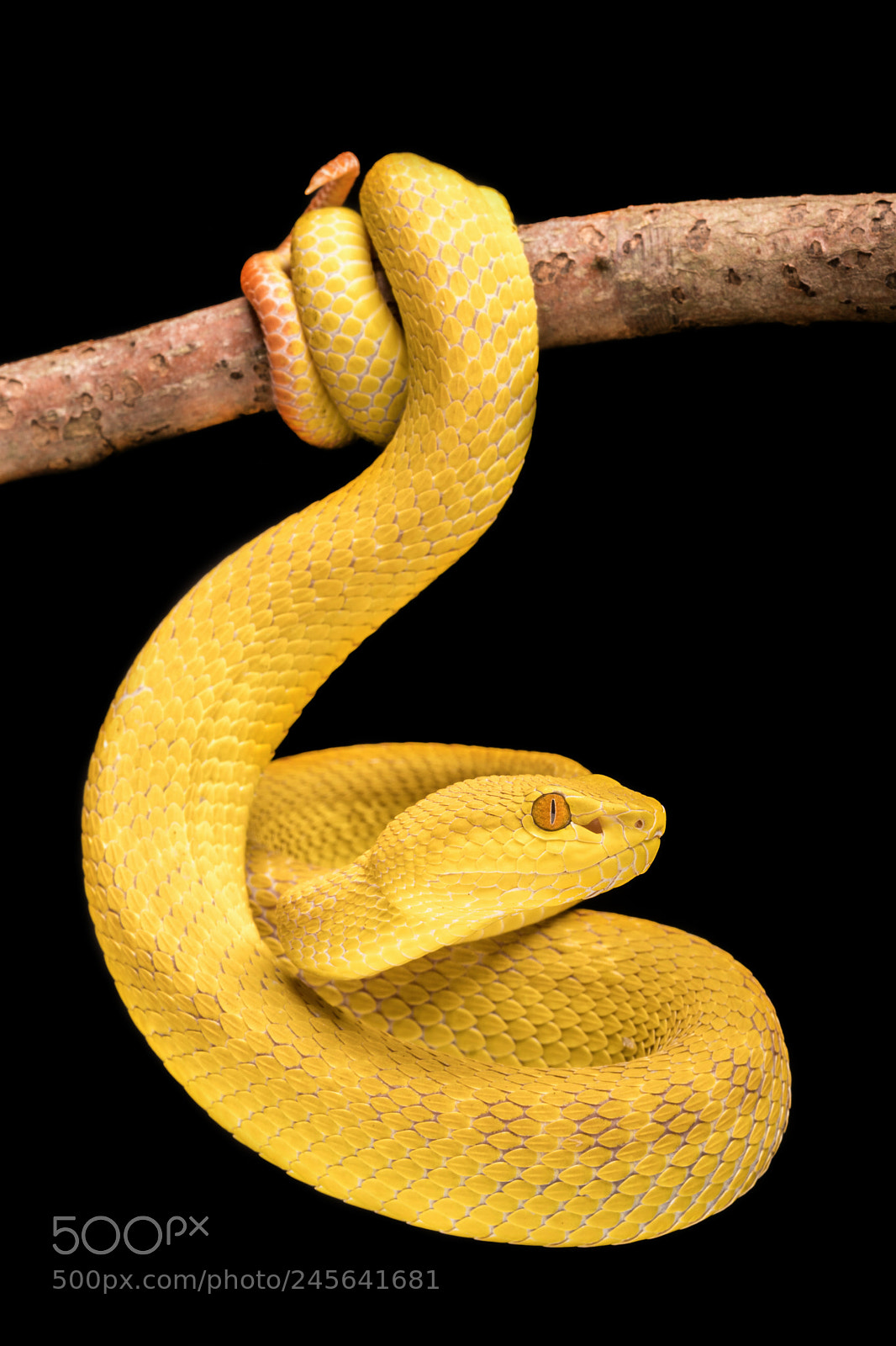 Sony a6300 sample photo. Trimeresurus insularis photography