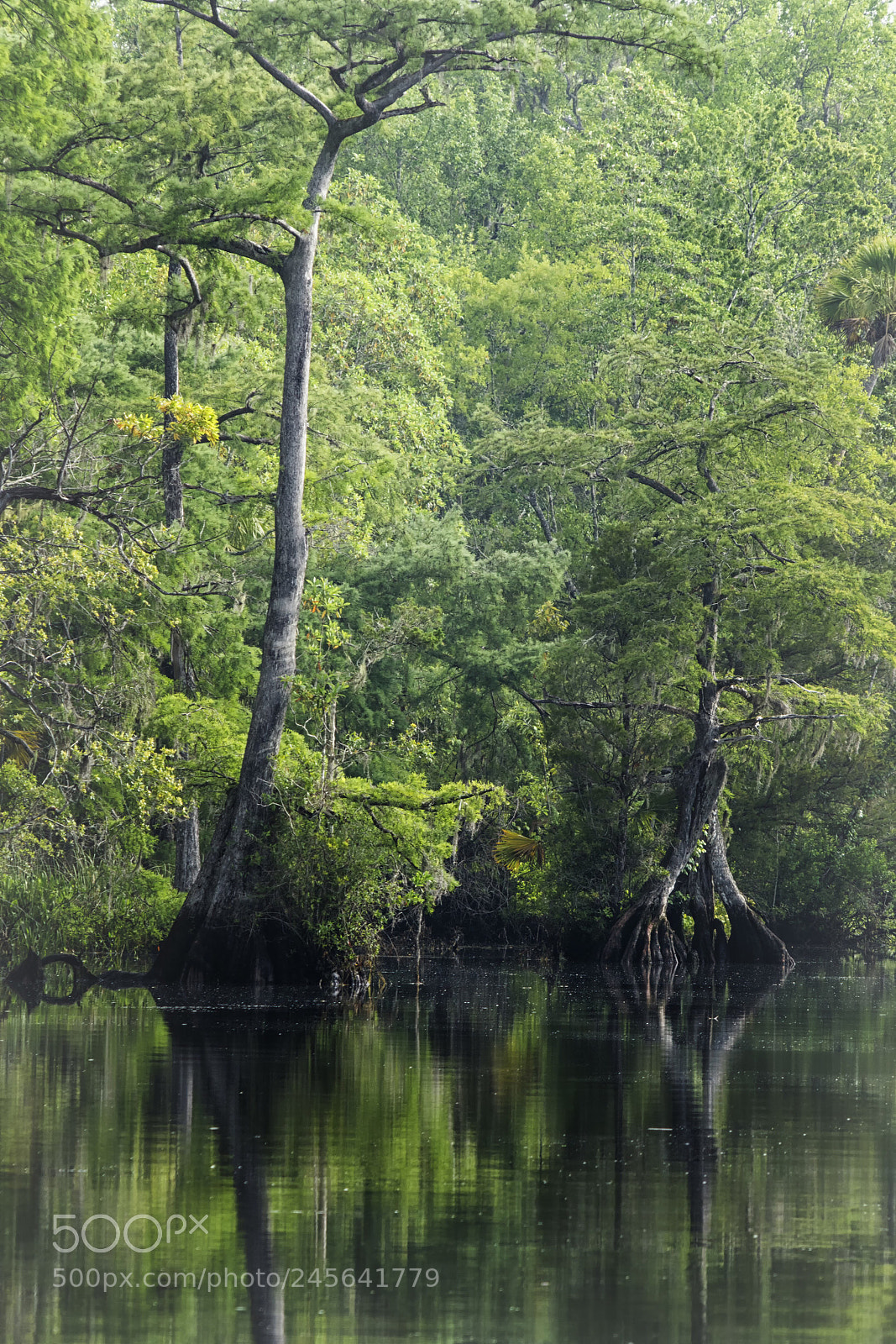 Sony a6500 sample photo. Cypress trees at wakulla photography