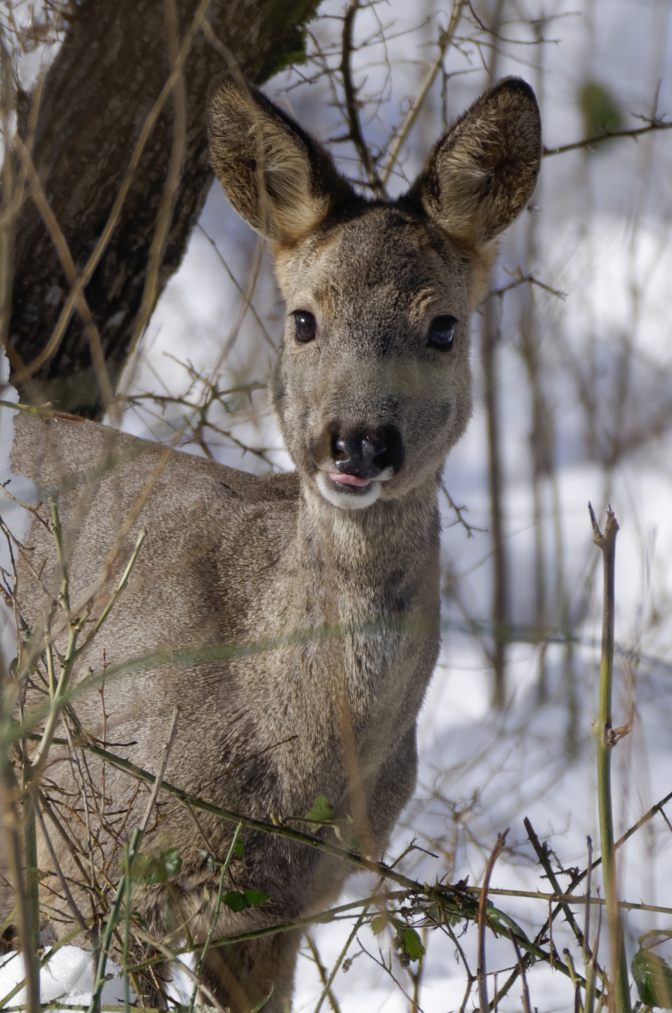 Nikon D90 + Sigma 150-600mm F5-6.3 DG OS HSM | C sample photo. Chevreuil dans la neige photography