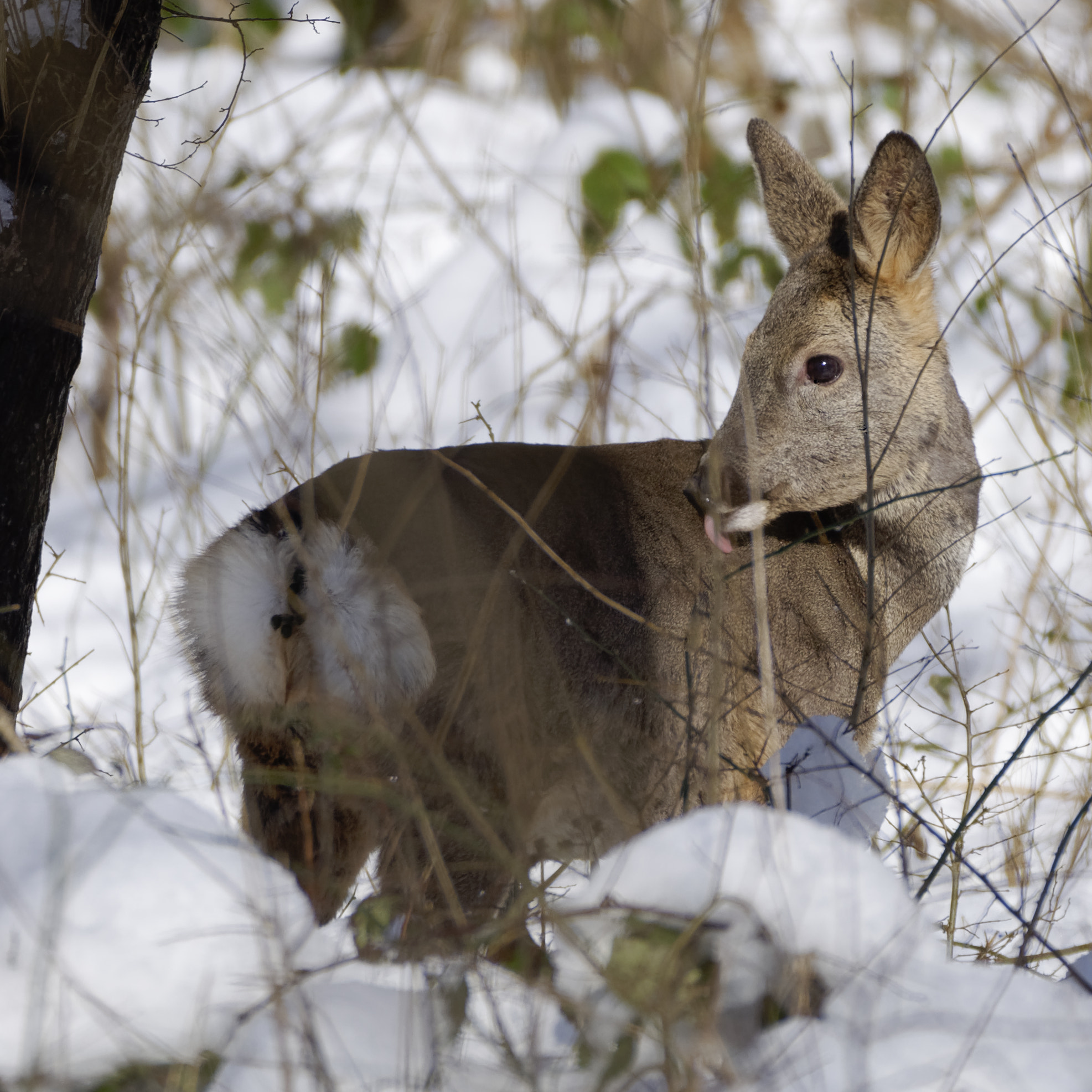 Nikon D90 + Sigma 150-600mm F5-6.3 DG OS HSM | C sample photo. Chevreuil dans la neige photography