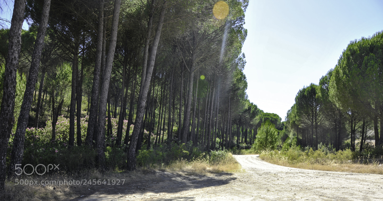 Nikon D300S sample photo. Eac photography