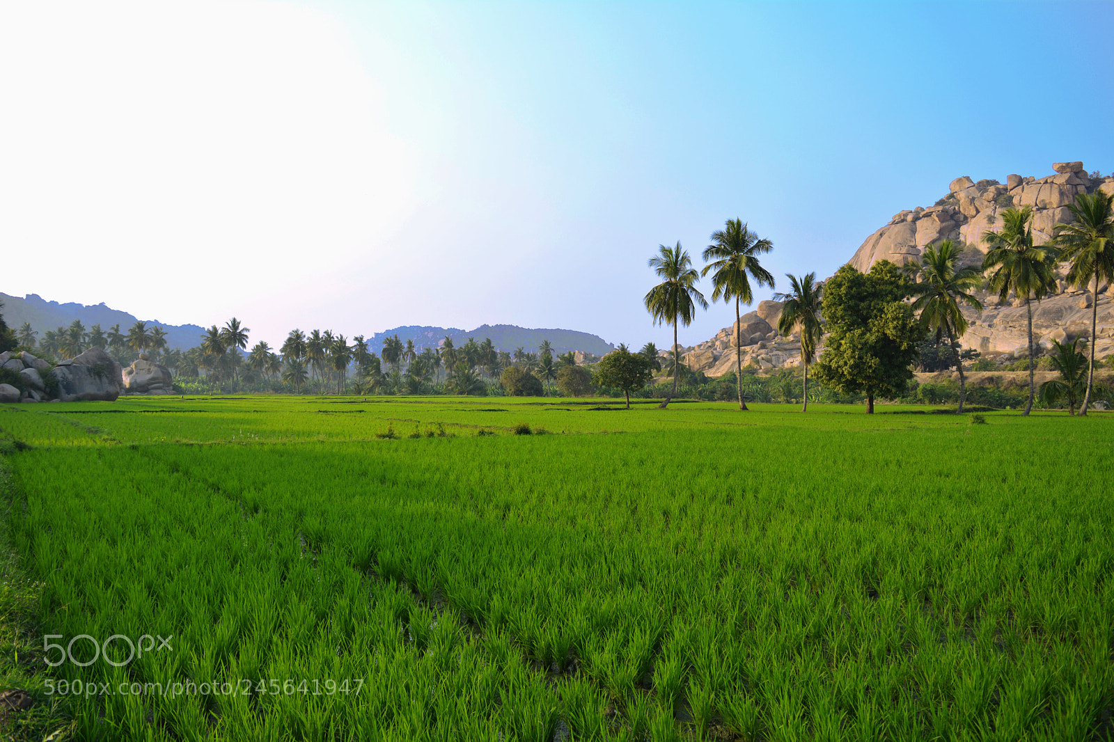 Nikon D5200 sample photo. Rice fields of hampi photography
