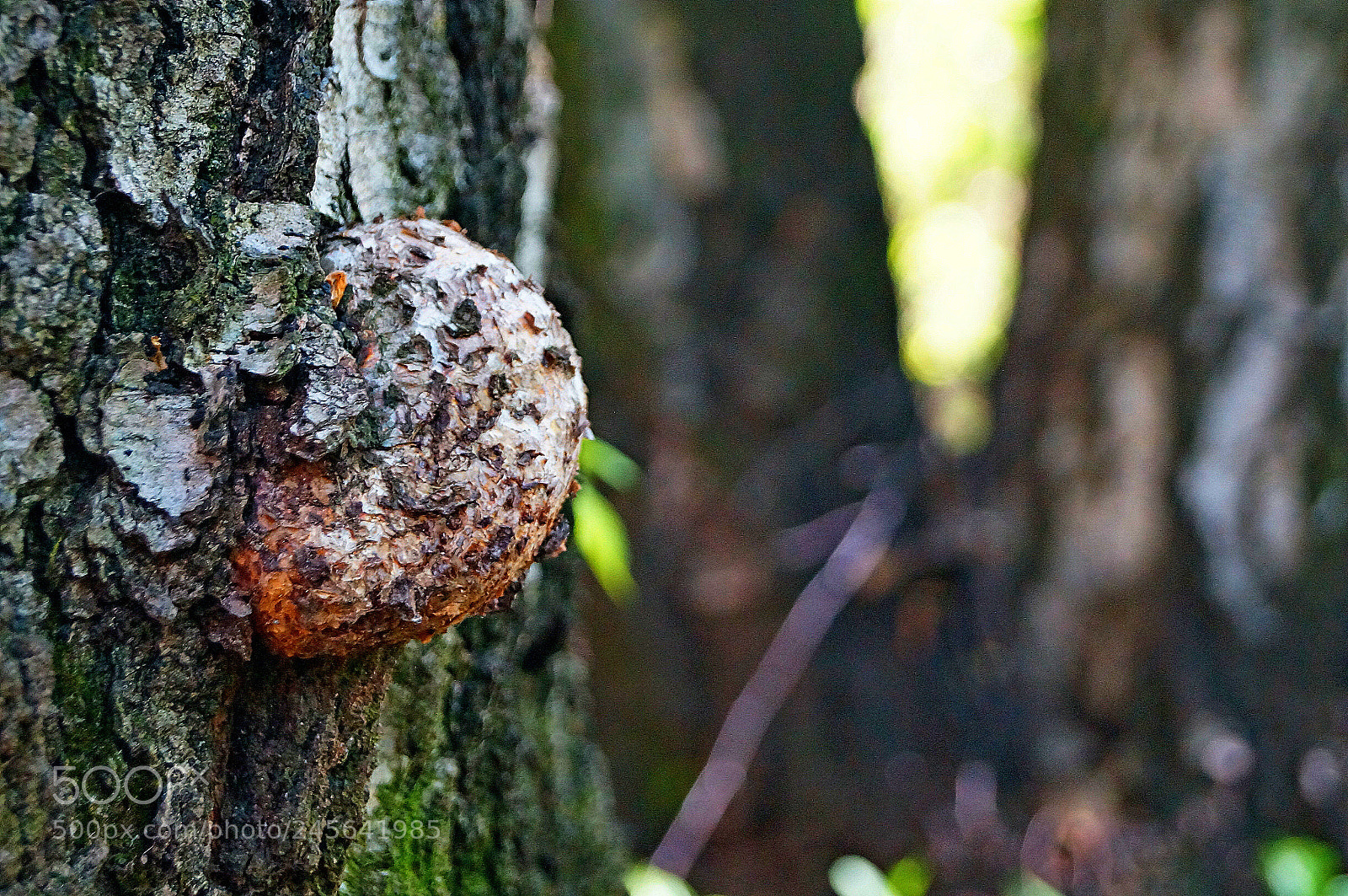 Sony SLT-A37 sample photo. Untitled photography