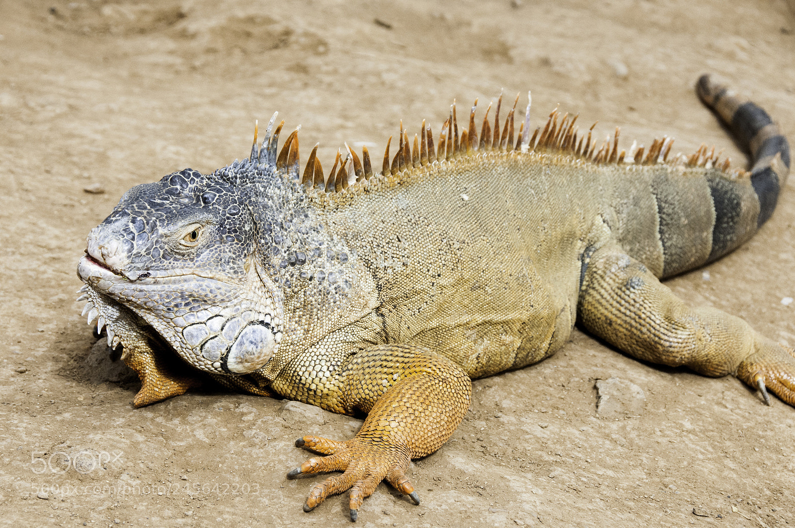 Nikon D300S sample photo. Reptil lizard photography