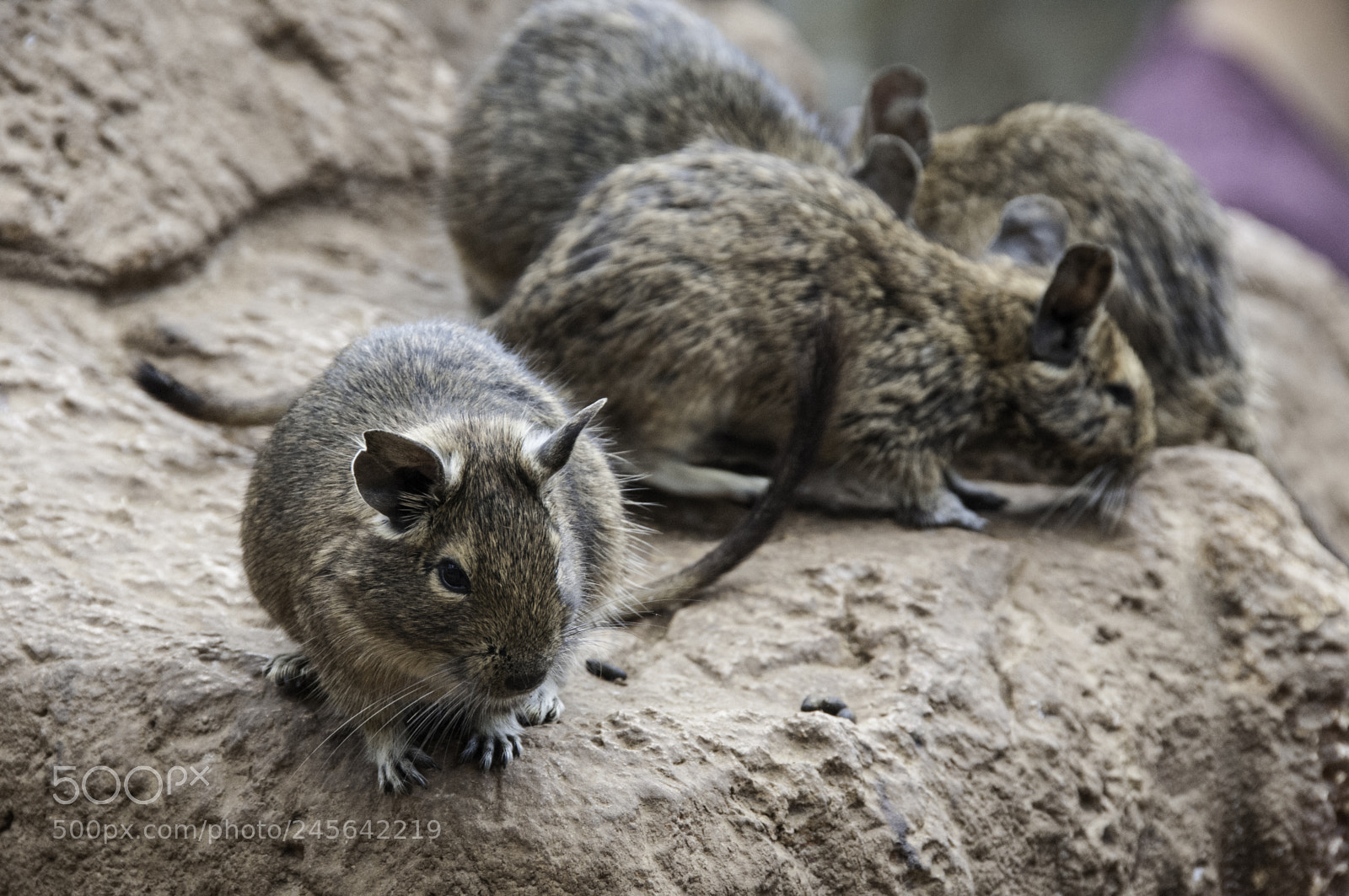 Nikon D300S sample photo. Vacation to the canary photography