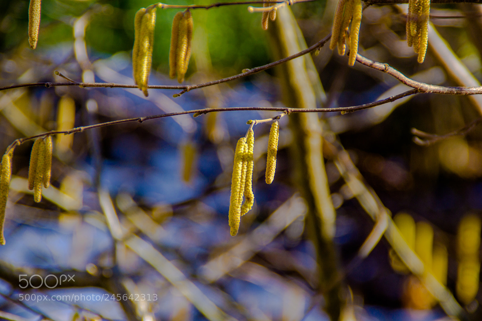 Sony a5100 sample photo. Walking on castione pt5 photography