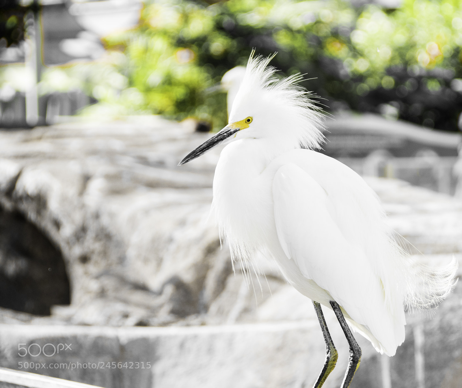Nikon D810 sample photo. Seaworld nov photography