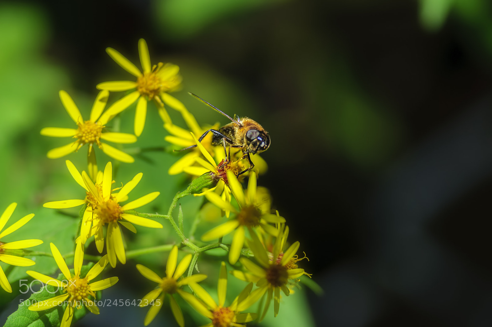 Nikon D90 sample photo. Bee collectiong honey from photography