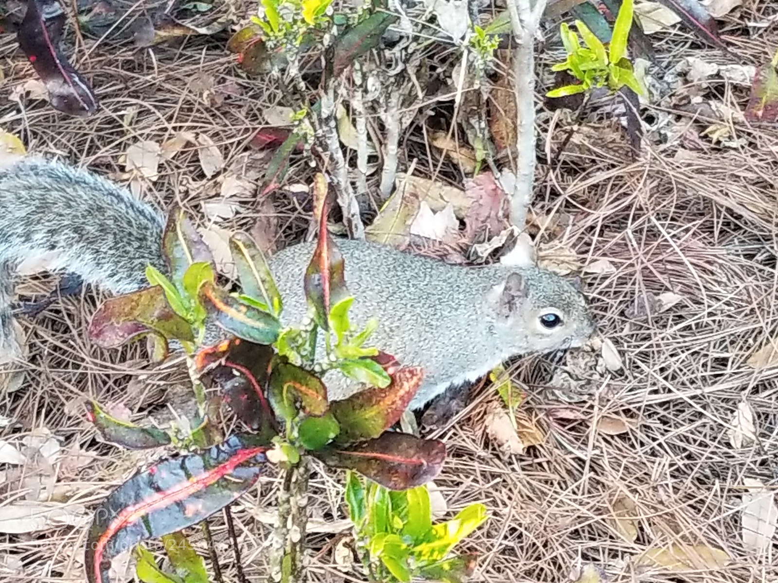 Samsung Galaxy S8 sample photo. Grazer photography