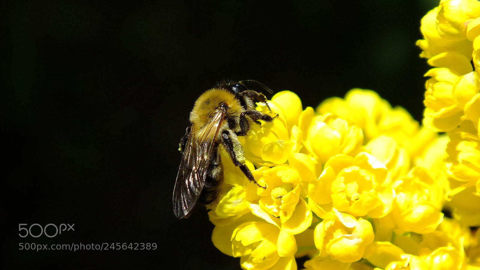 Fujifilm FinePix HS30EXR sample photo. Yellow queen photography