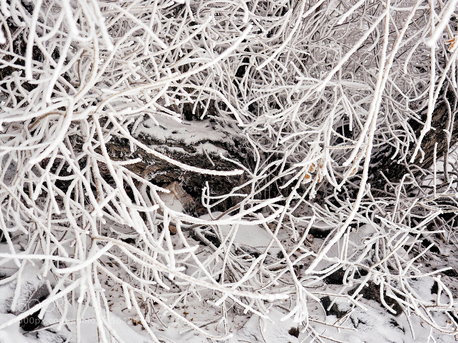 Olympus OM-D E-M10 II sample photo. Very cold and snowy photography