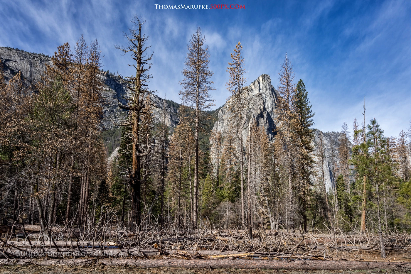 Sony a7R sample photo. Dead wood photography