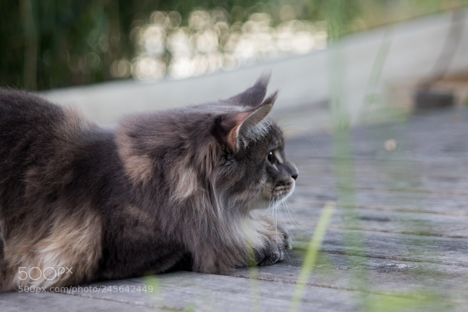 Canon EOS 7D Mark II sample photo. Evening scout photography