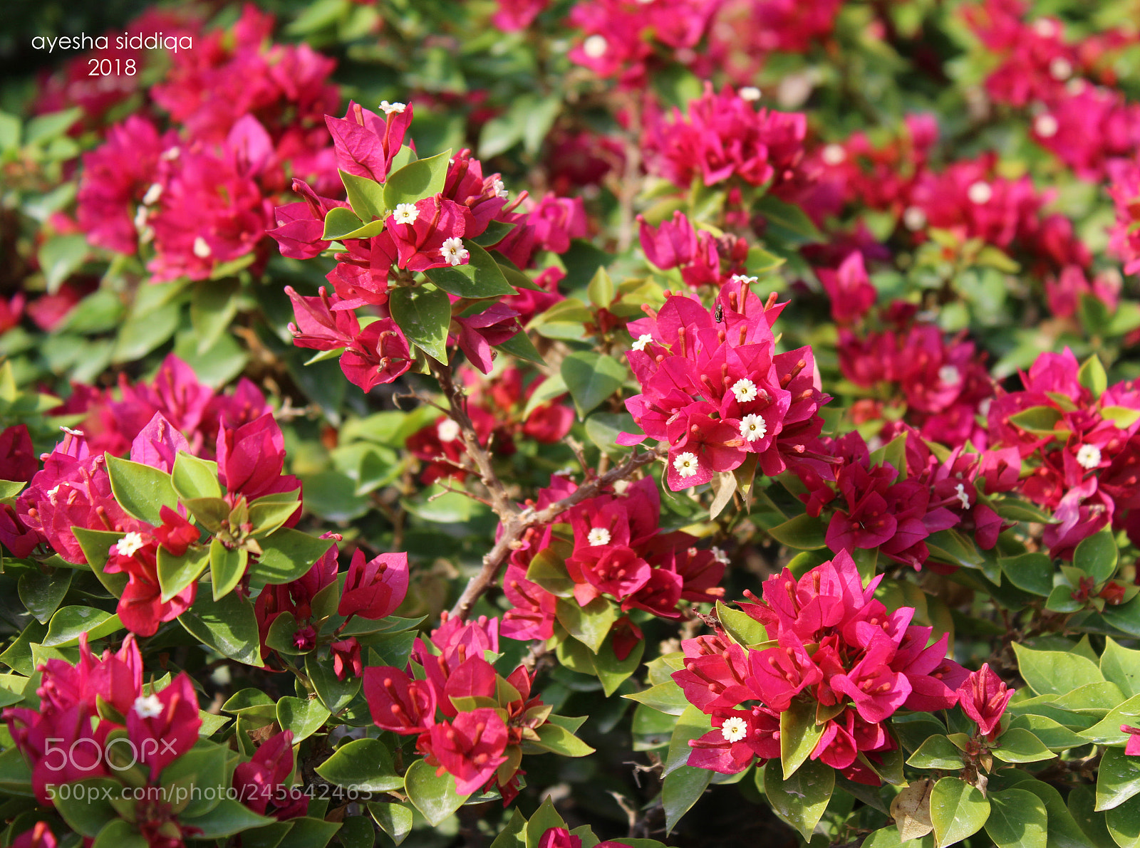 Canon EOS 1300D (EOS Rebel T6 / EOS Kiss X80) sample photo. Pink flowers photography