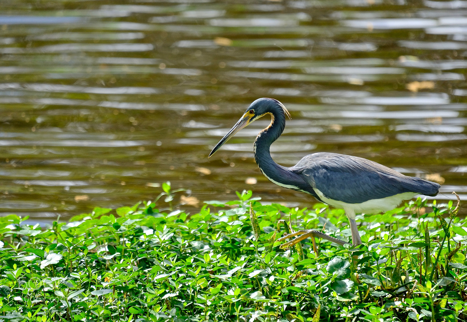 Fujifilm X-T2 sample photo. Tri colour heron photography
