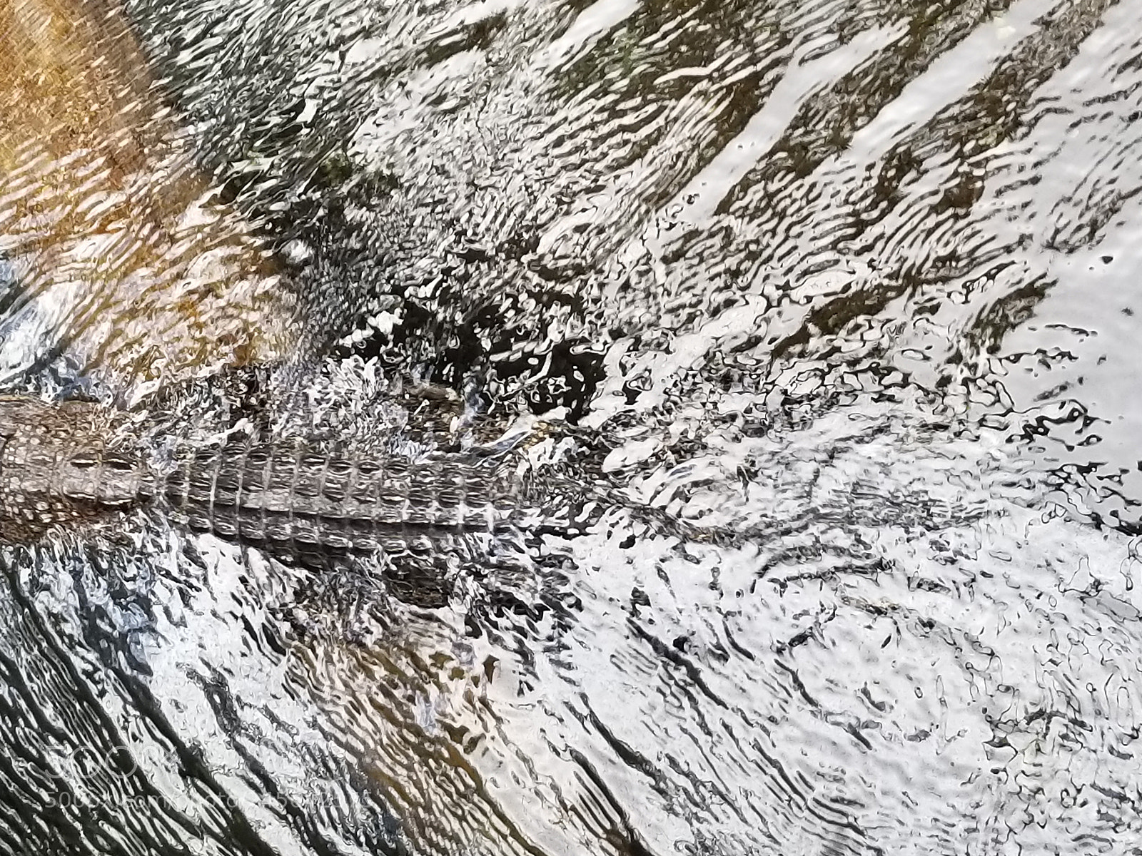 Samsung Galaxy S8 sample photo. Gator water photography