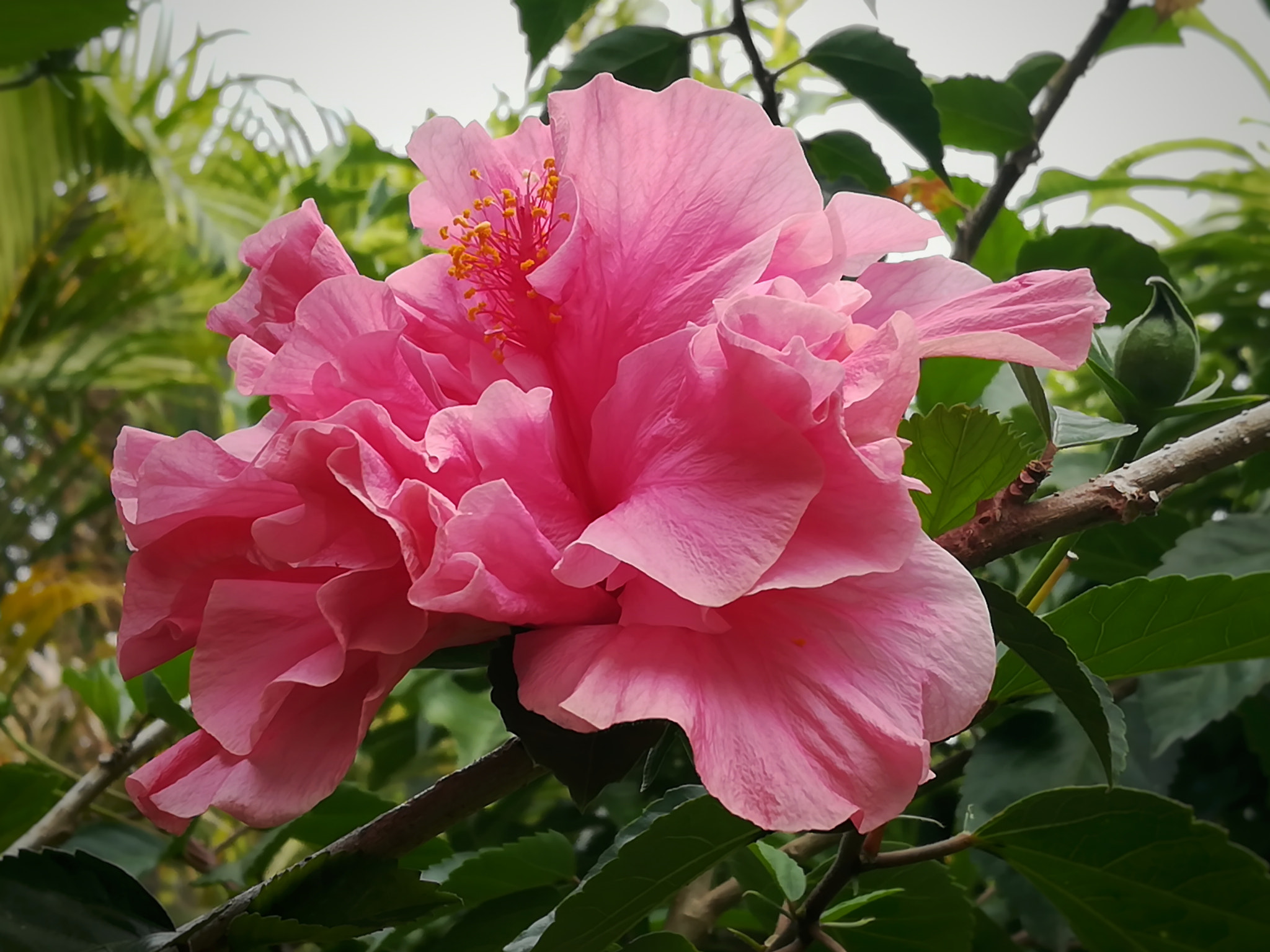 HUAWEI MATE 9 LITE sample photo. Flower photography