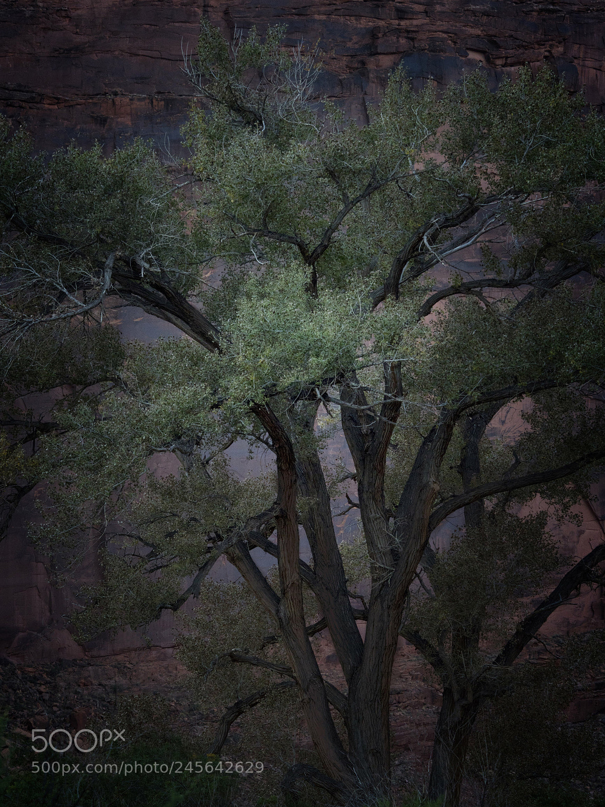 Sony a6500 sample photo. Zion national park photography