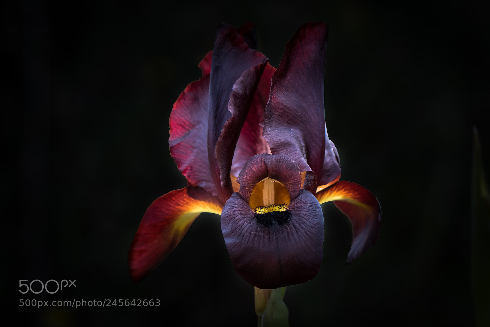 Nikon D500 sample photo. Coastal iris photography