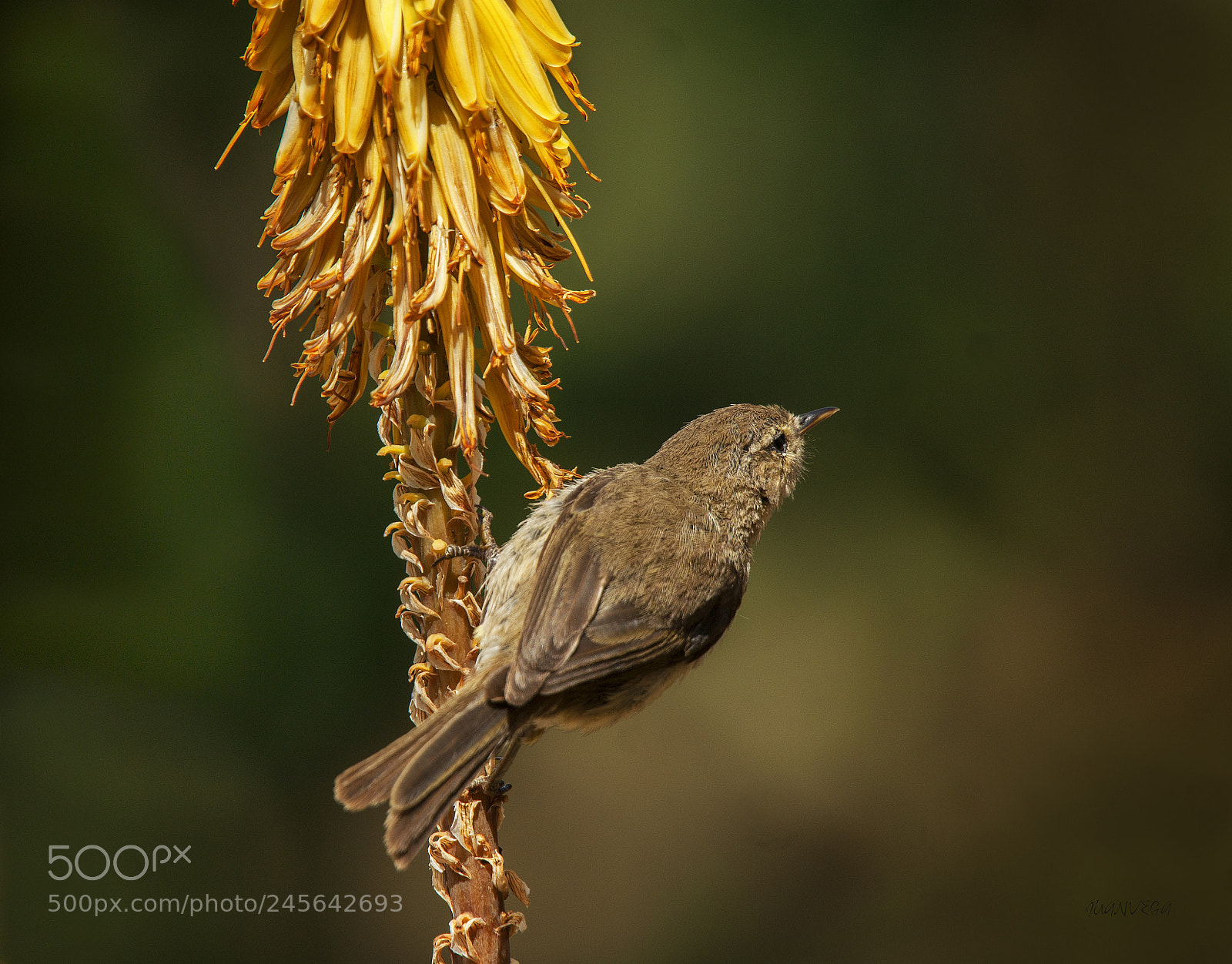 Sony Alpha DSLR-A290 sample photo. Mosquitero photography