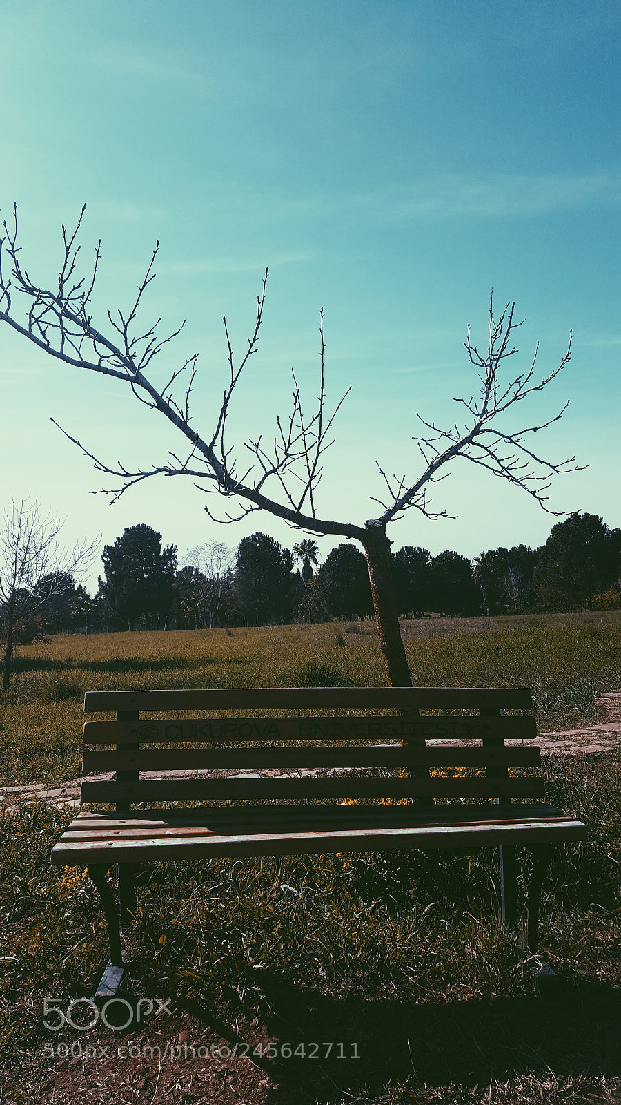 Samsung Galaxy Note5 sample photo. Untitled photography