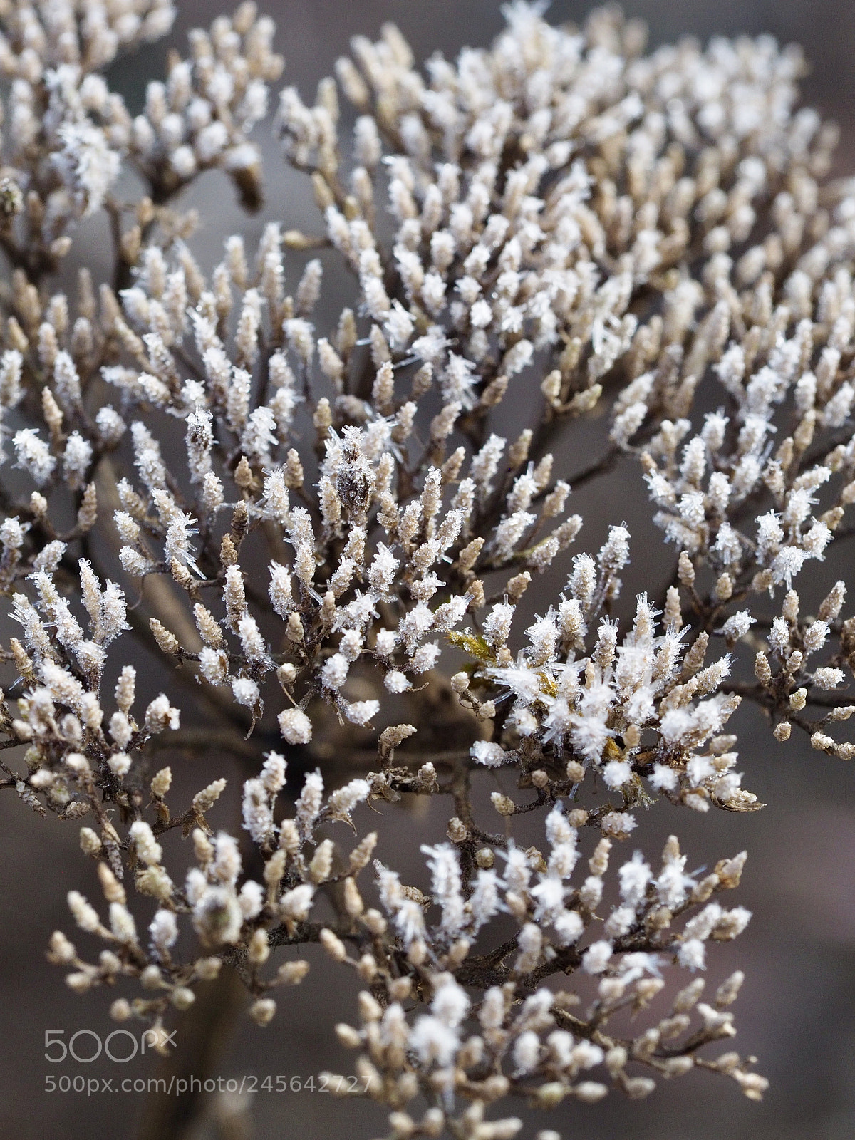Olympus OM-D E-M10 II sample photo. Frost covered photography