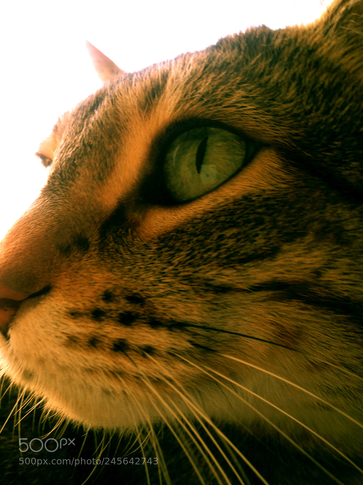 Apple iPhone 5c sample photo. Cat o photography