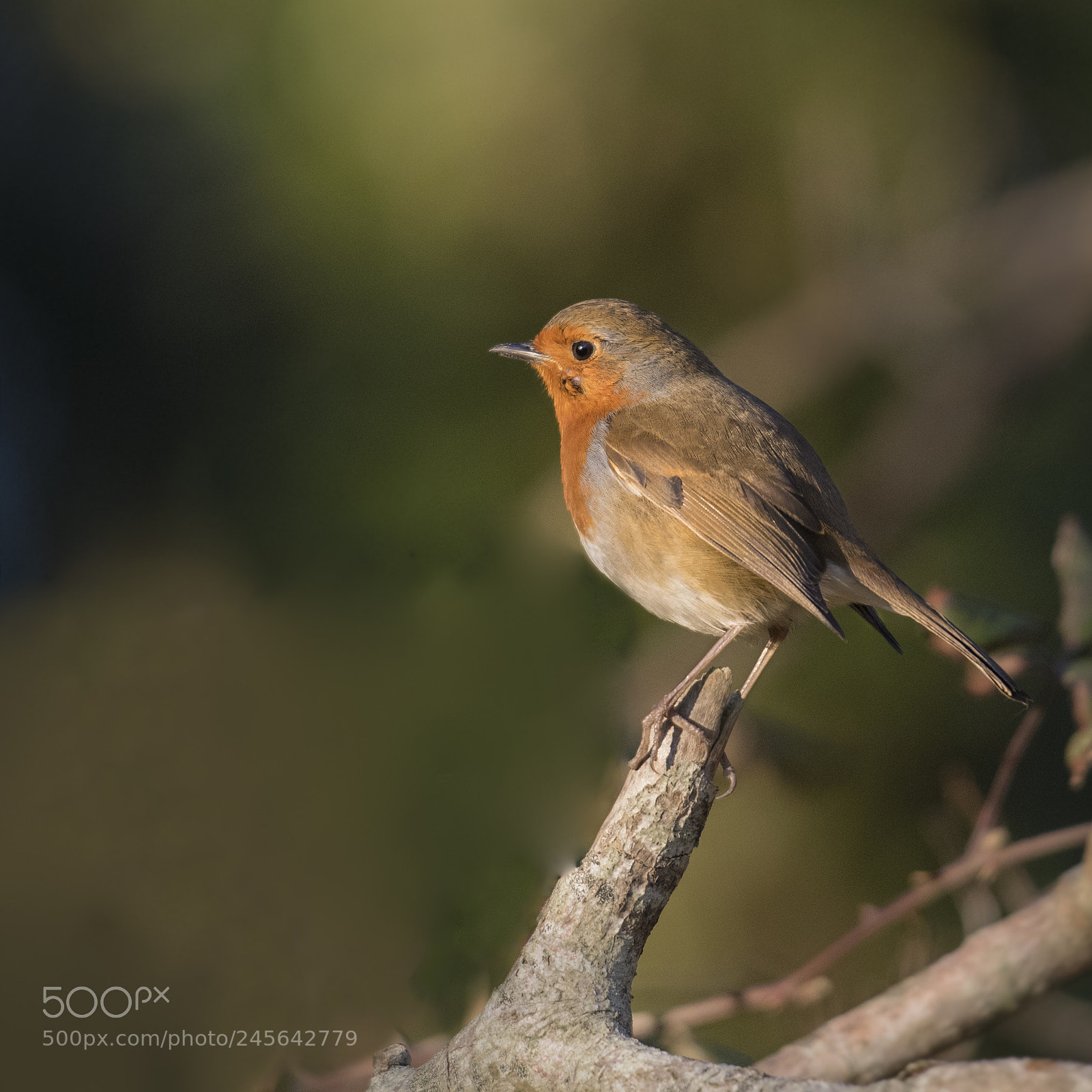 Nikon D810 sample photo. Robin perching photography