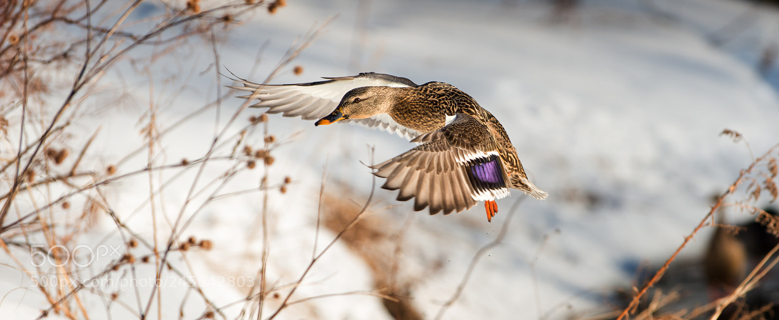Nikon D800 sample photo. Canard mallard photography