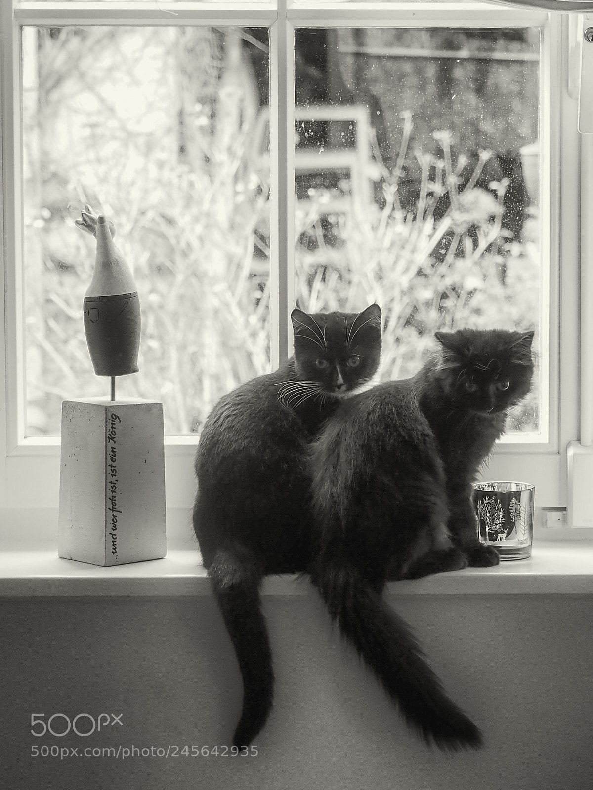 Olympus OM-D E-M1 Mark II sample photo. Tristan & isolde photography