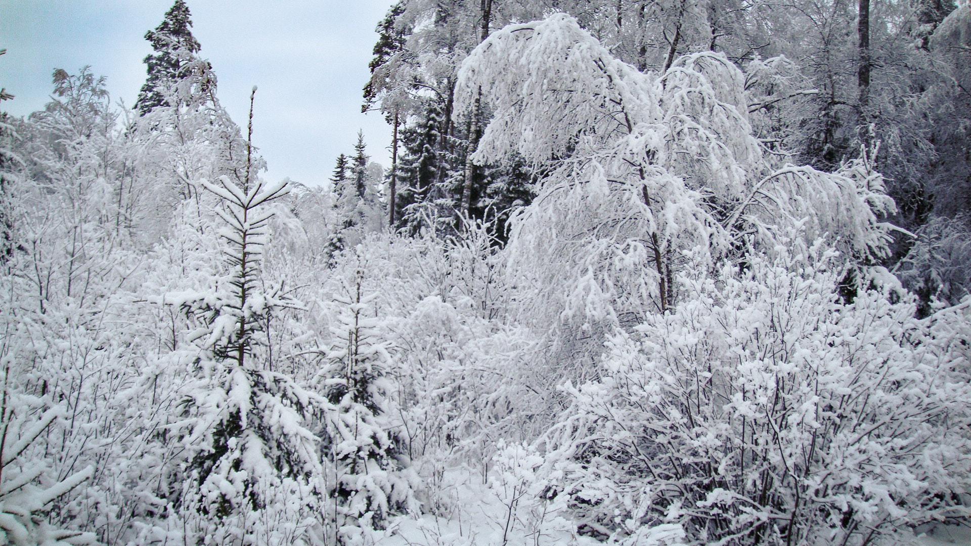 Sony DSC-T300 sample photo. Winter, snow photography