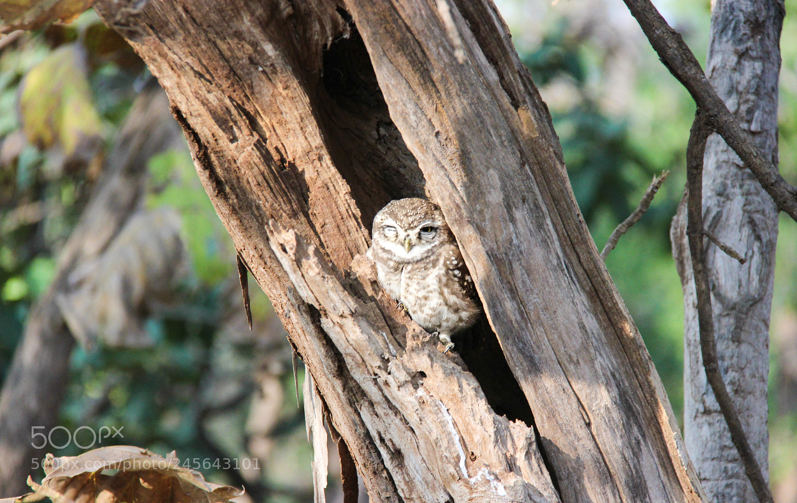Canon EOS 600D (Rebel EOS T3i / EOS Kiss X5) sample photo. I can see you photography