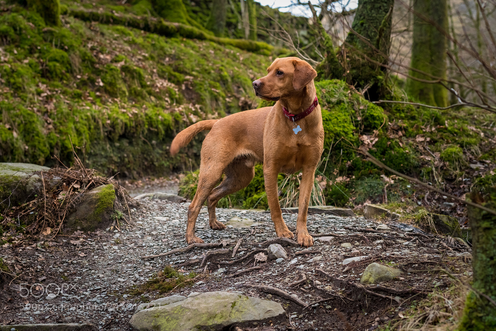 Nikon D810 sample photo. Chester photography
