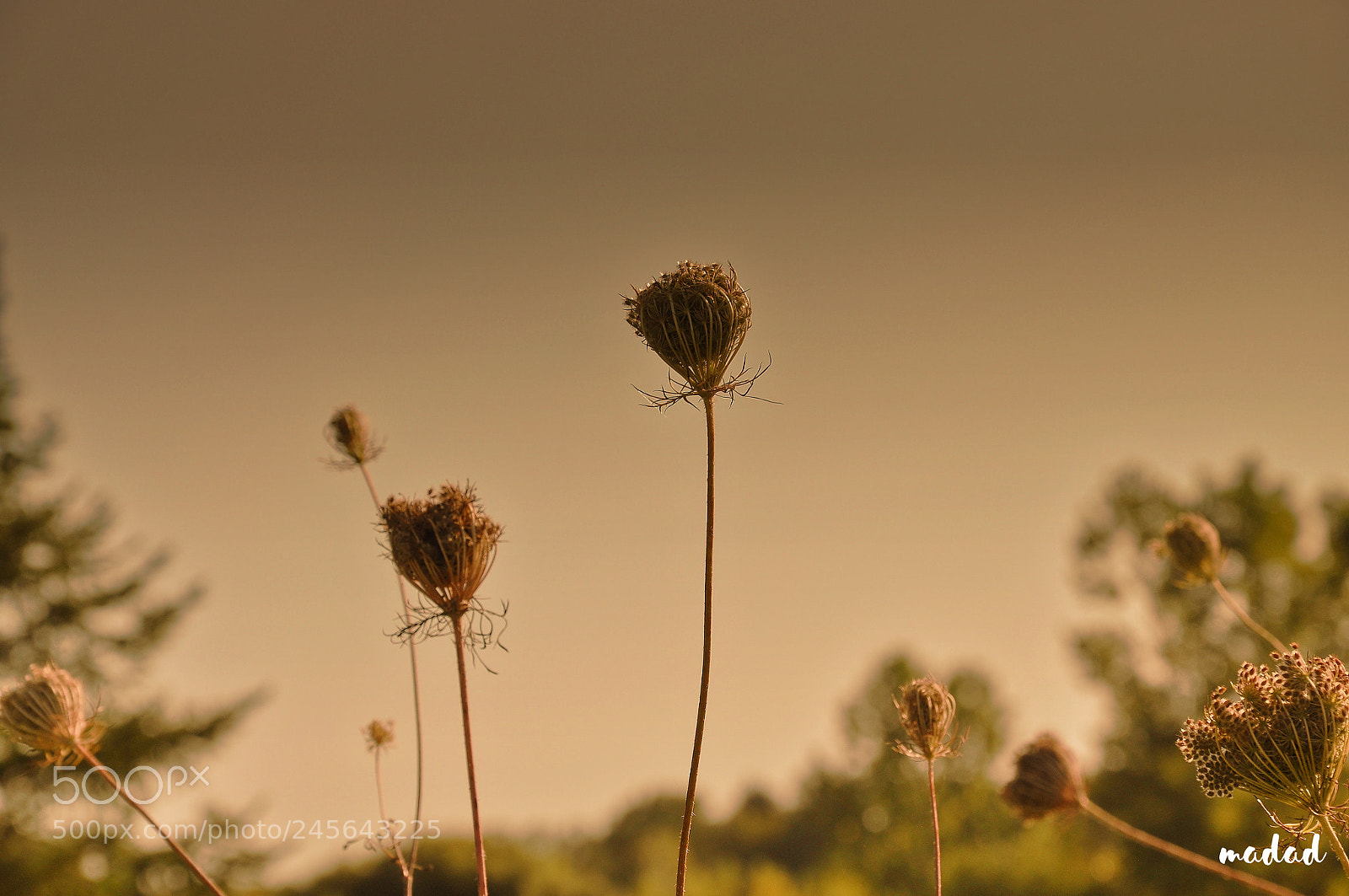 Nikon D90 sample photo. Untitled photography