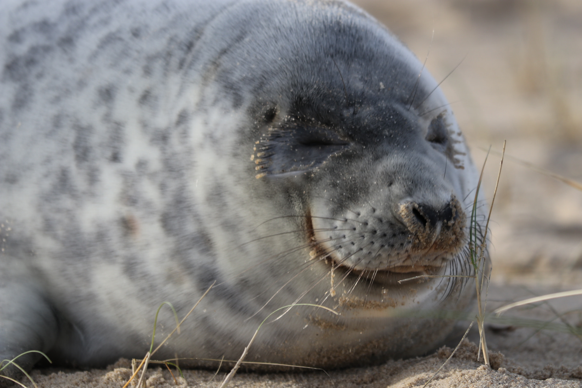 Canon EF 70-300 F4-5.6 IS II USM sample photo. Laughing seal photography