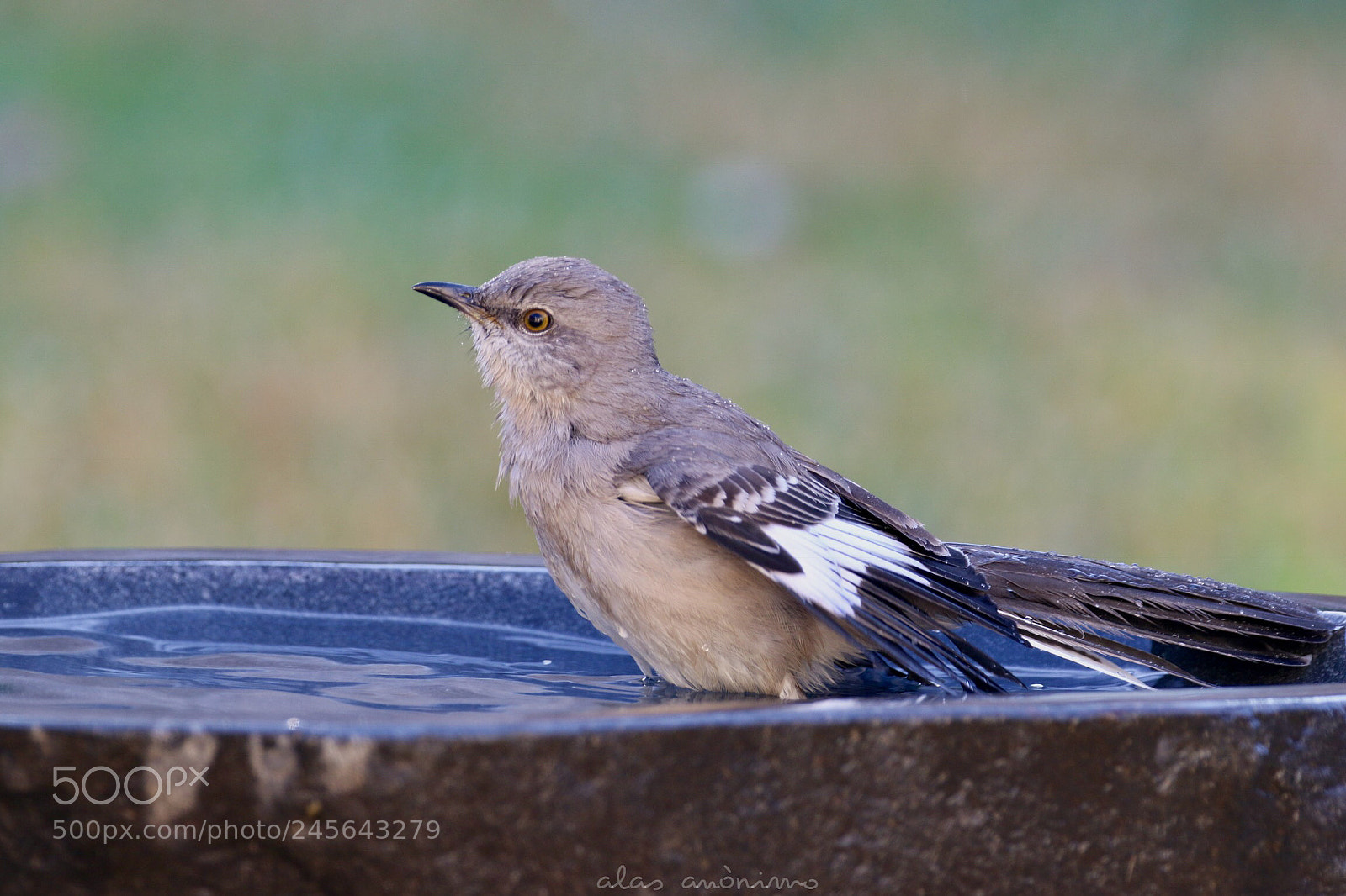 Canon EOS 7D Mark II sample photo. Bathing time.....! photography