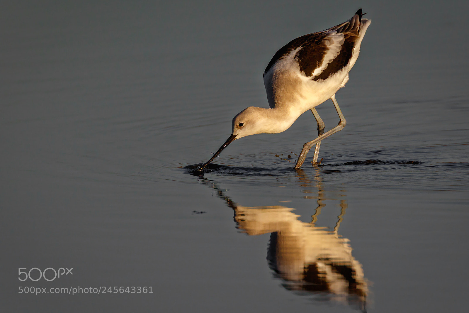 Canon EOS 7D Mark II sample photo. Golden hour wader photography