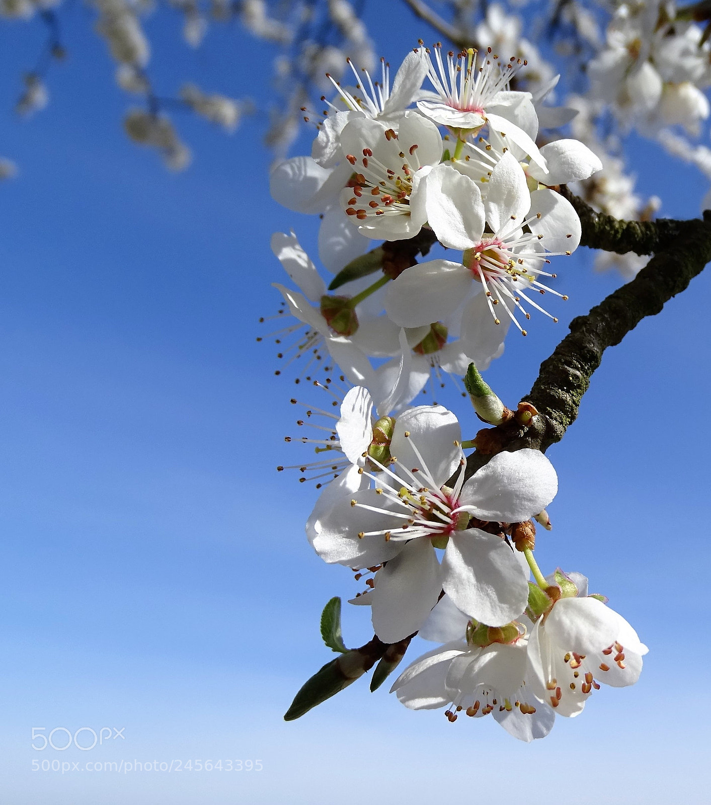 Sony Cyber-shot DSC-HX400V sample photo. Cherry blossom photography