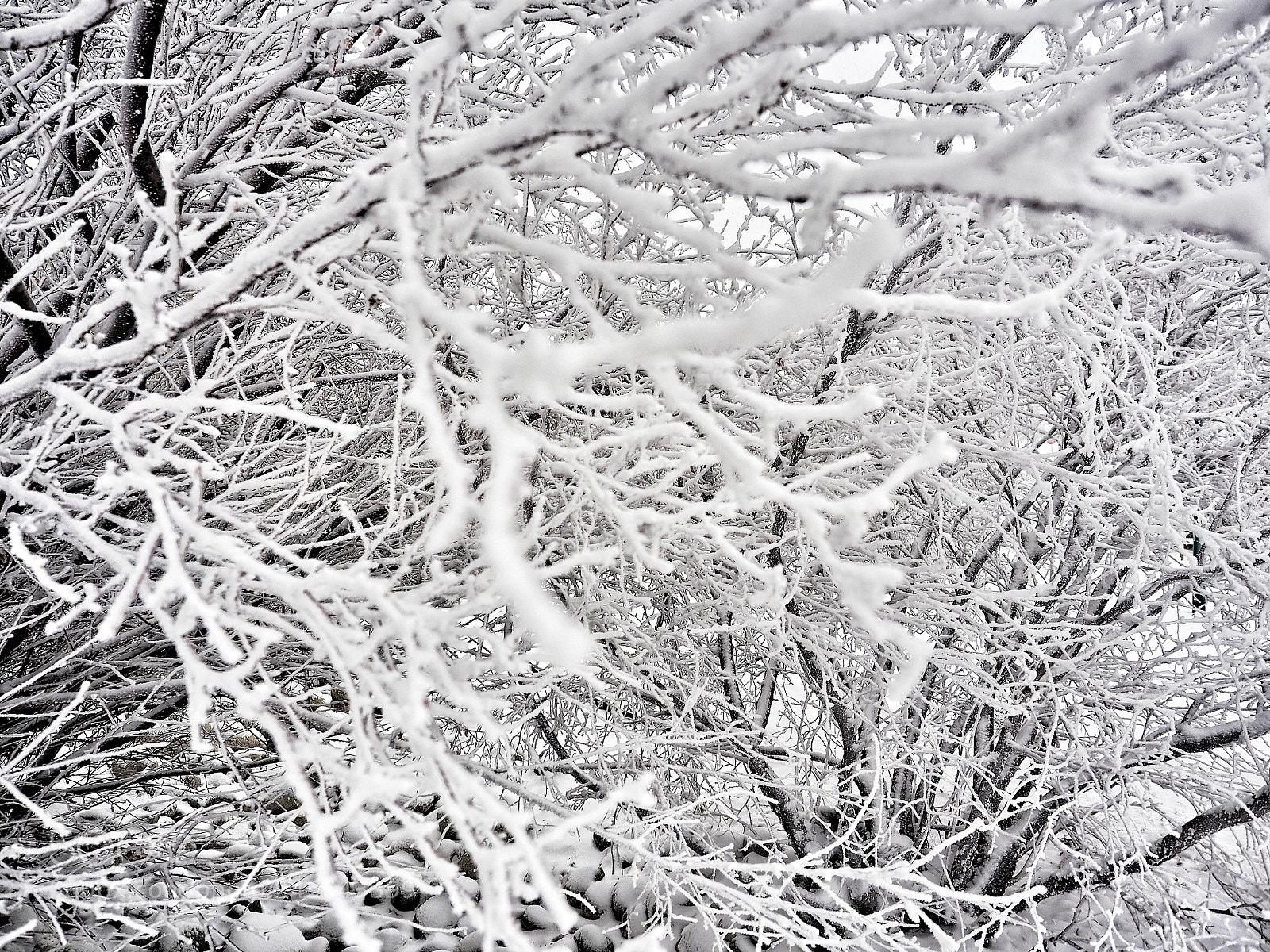 Olympus OM-D E-M10 II sample photo. Very cold and snowy photography