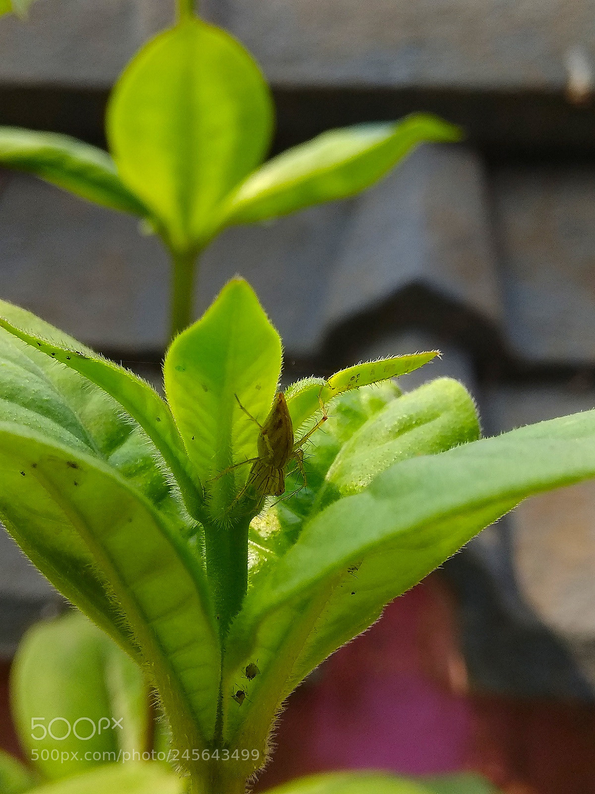 Xiaomi Redmi Note 4 sample photo. Looks like spider but photography