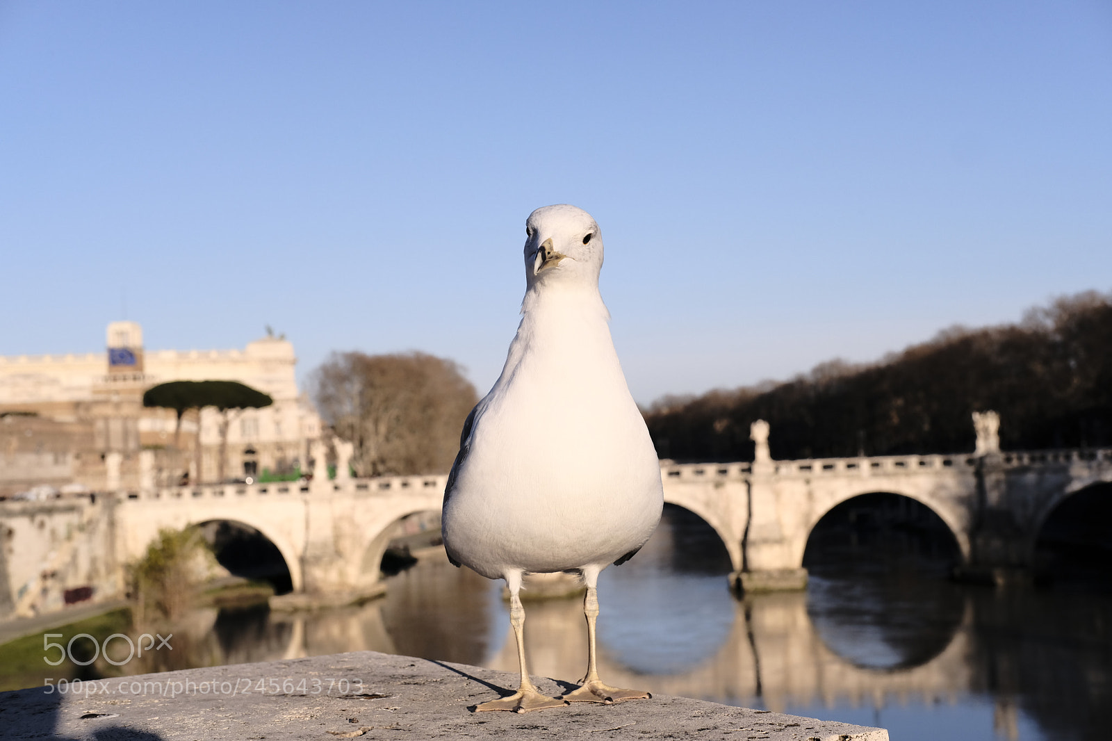 Fujifilm X-T2 sample photo. Seagull of rome sooc photography
