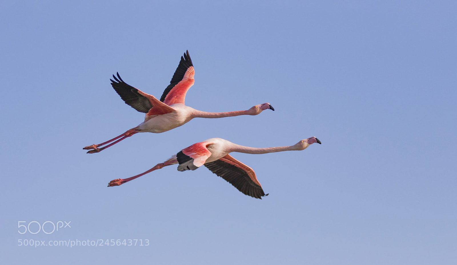 Canon EOS 7D Mark II sample photo. Pink flamingo photography