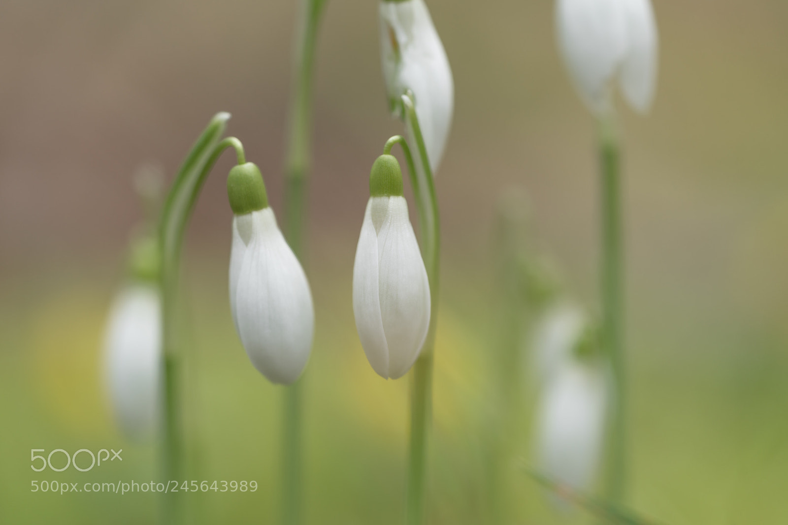 Sony a7R II sample photo. Schneeglöckchen photography