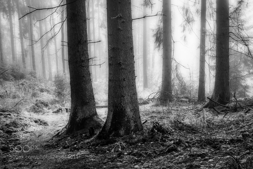 Canon EOS 60D sample photo. In the forest photography