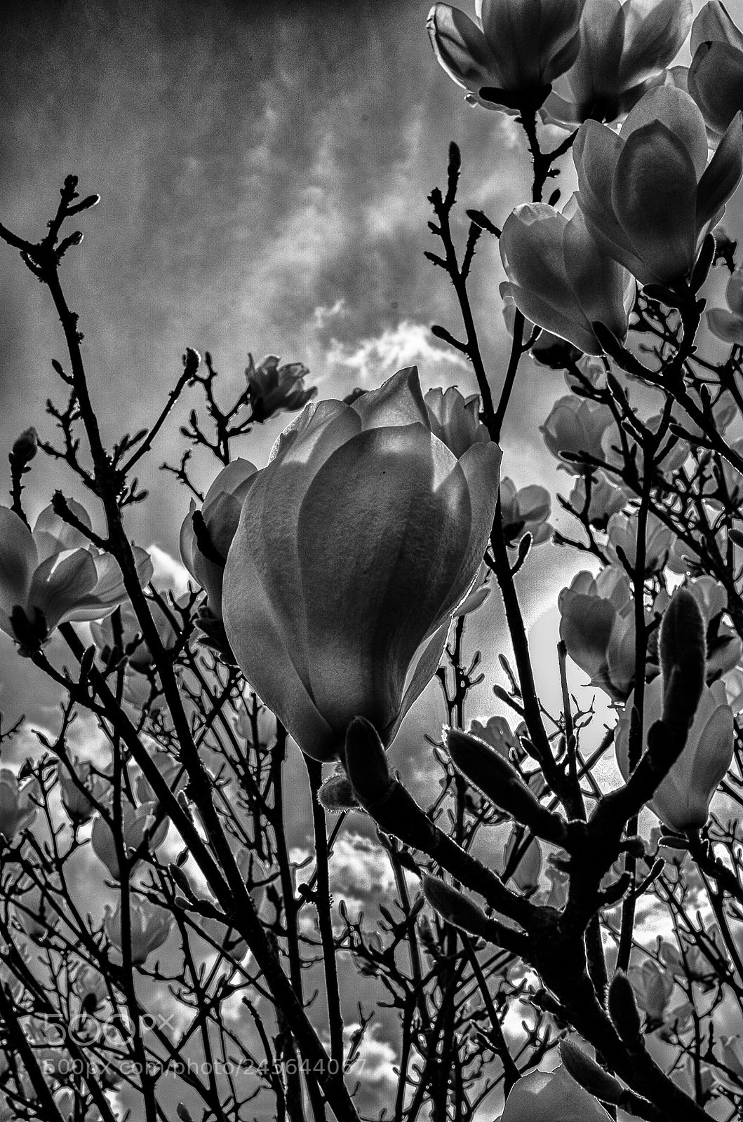 Nikon D5100 sample photo. Magnolie in my garden photography